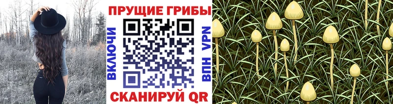 Псилоцибиновые грибы Psilocybine cubensis Минеральные Воды